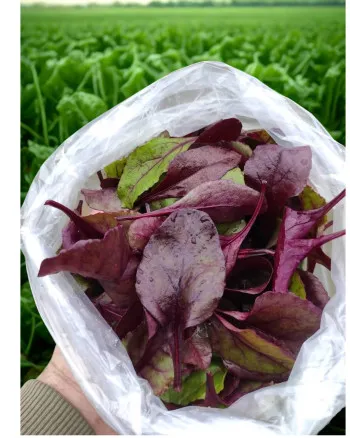 Salata baby bulls blood 150 gr