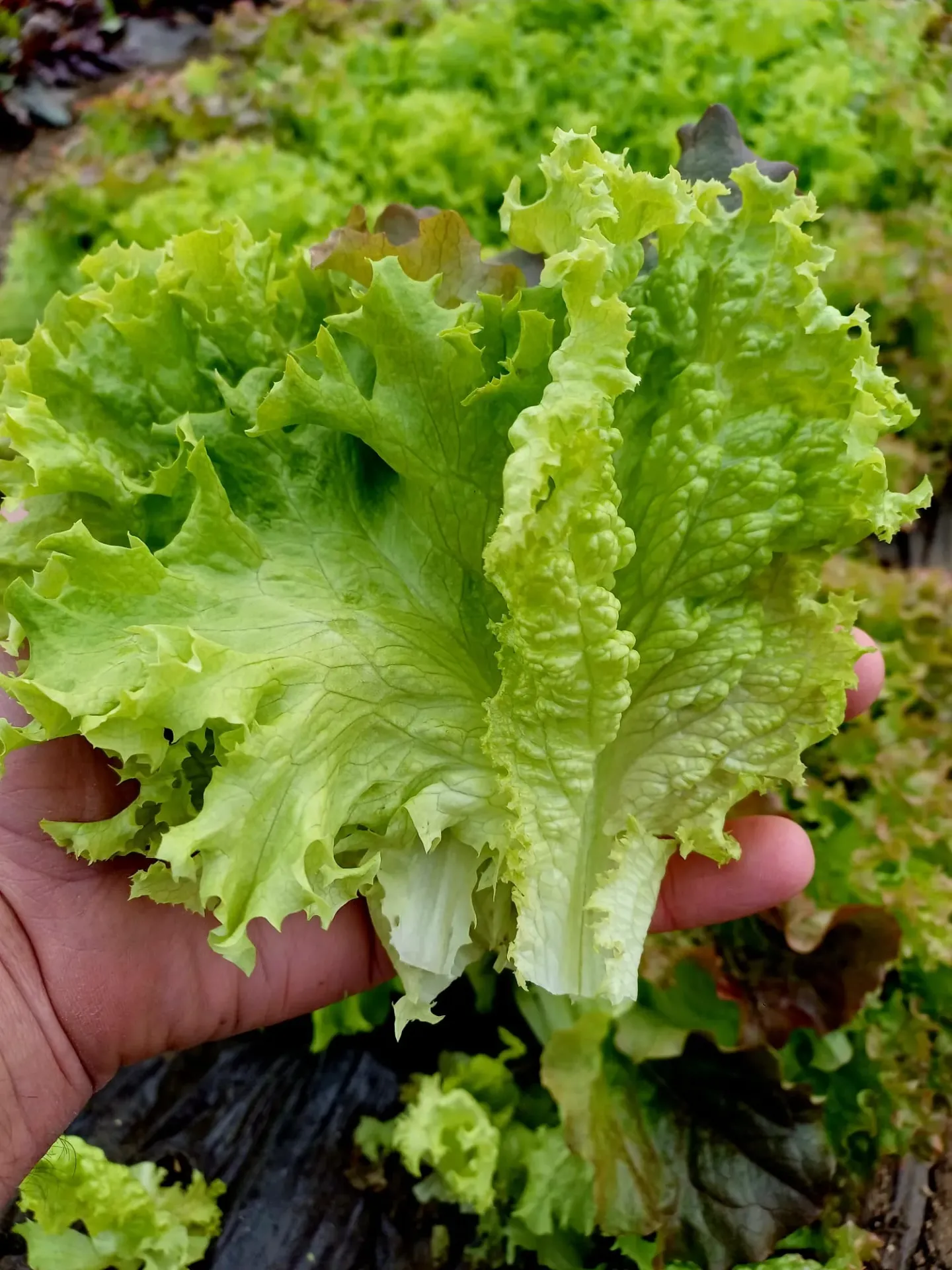 Salata frunze mari 1kg