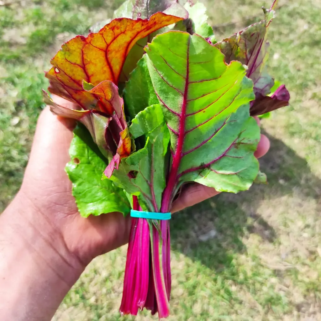 Frunze sfecla rosie /legatura