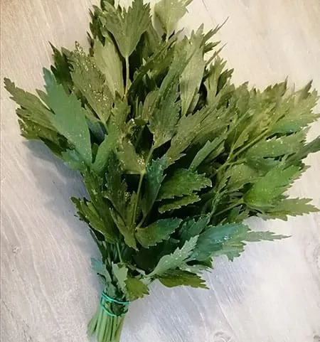 leustean verde