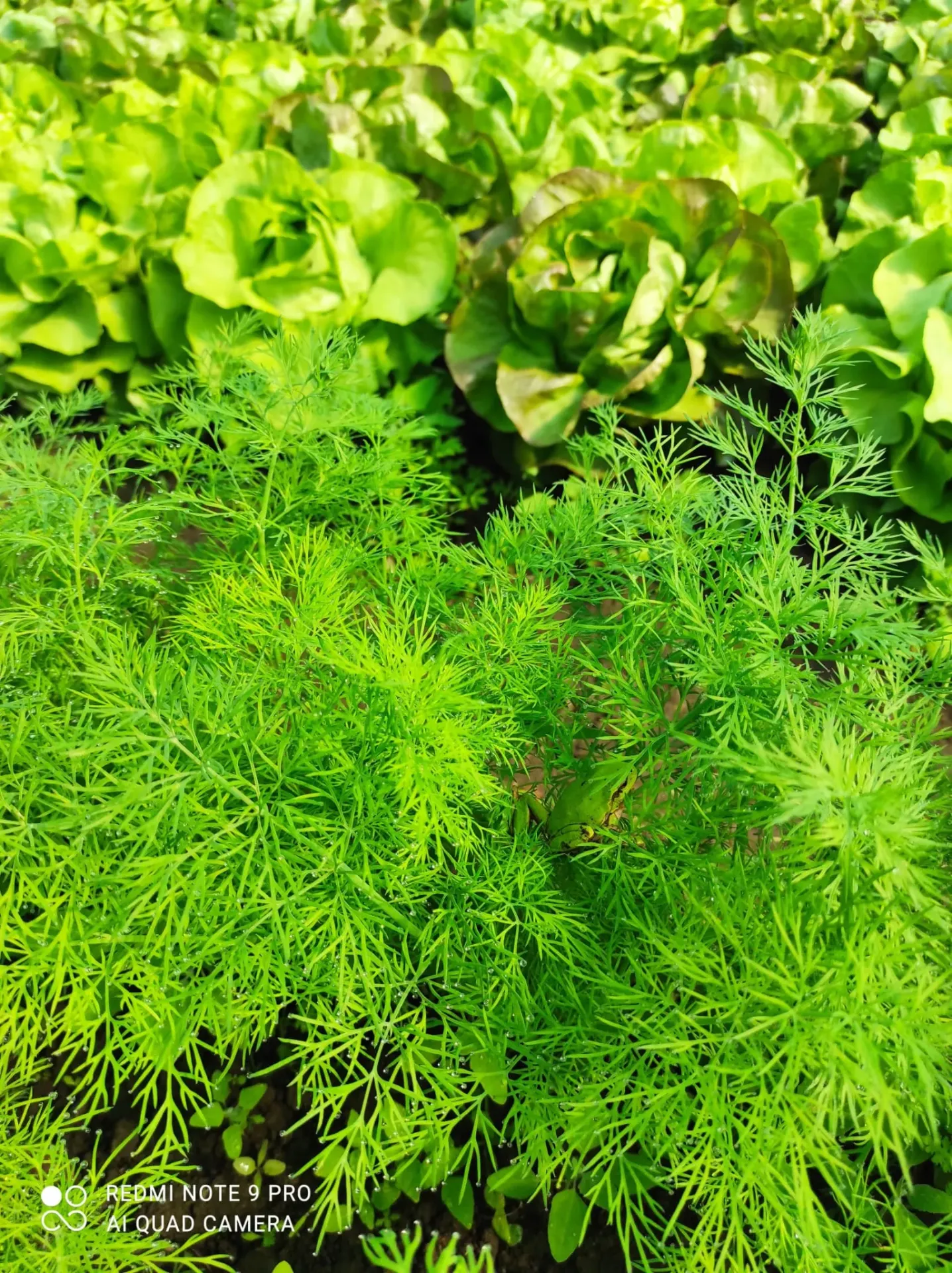 Marar verde