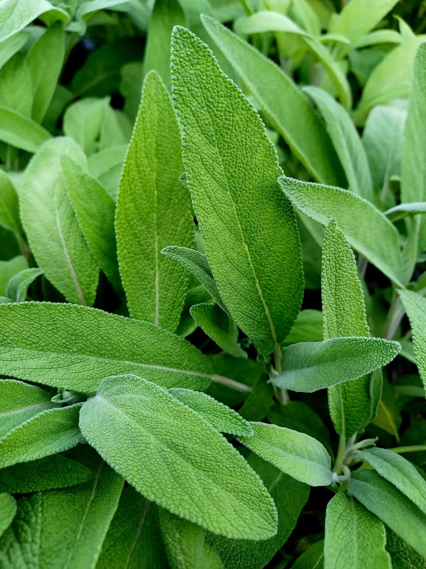 salvie legatura