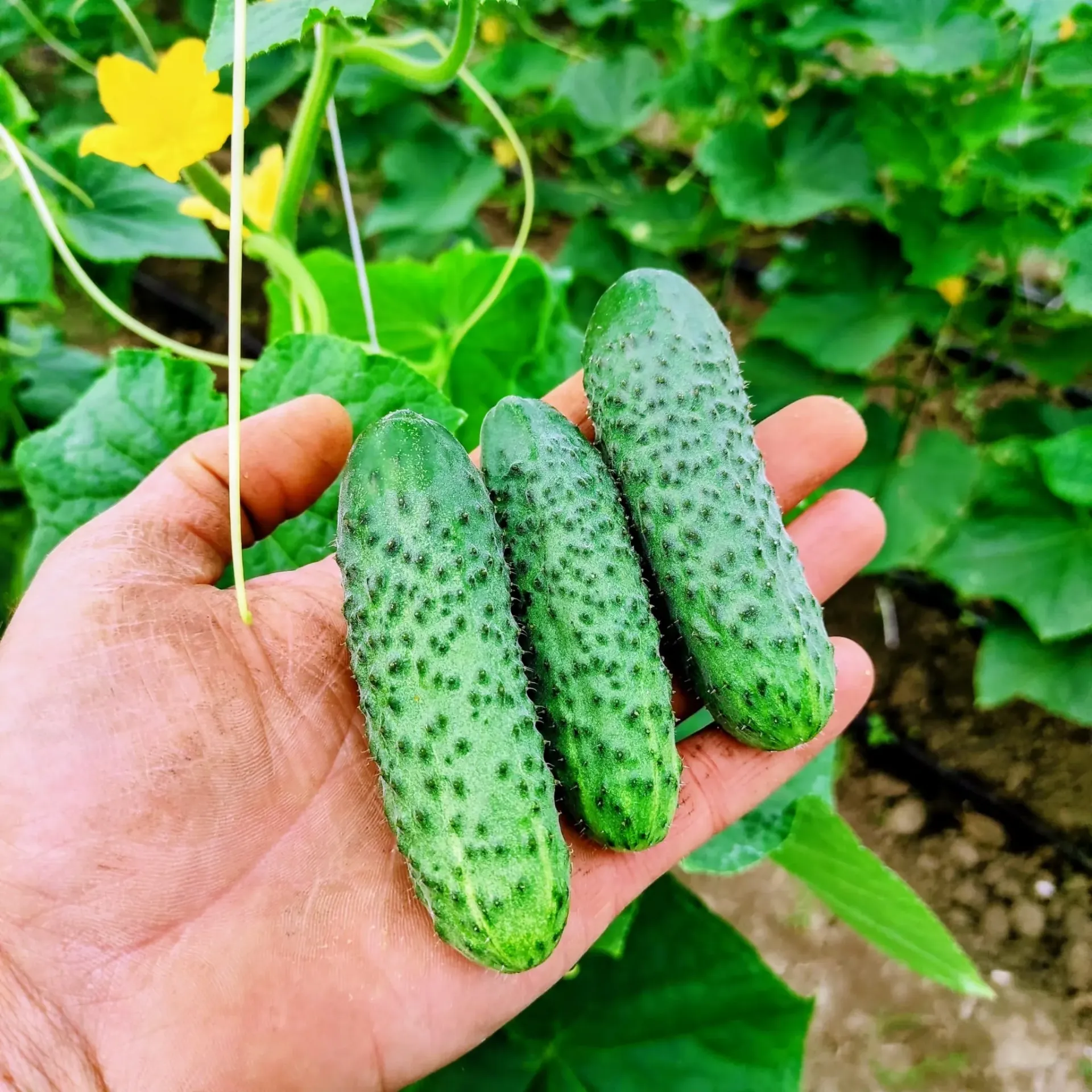 Castraveti kg