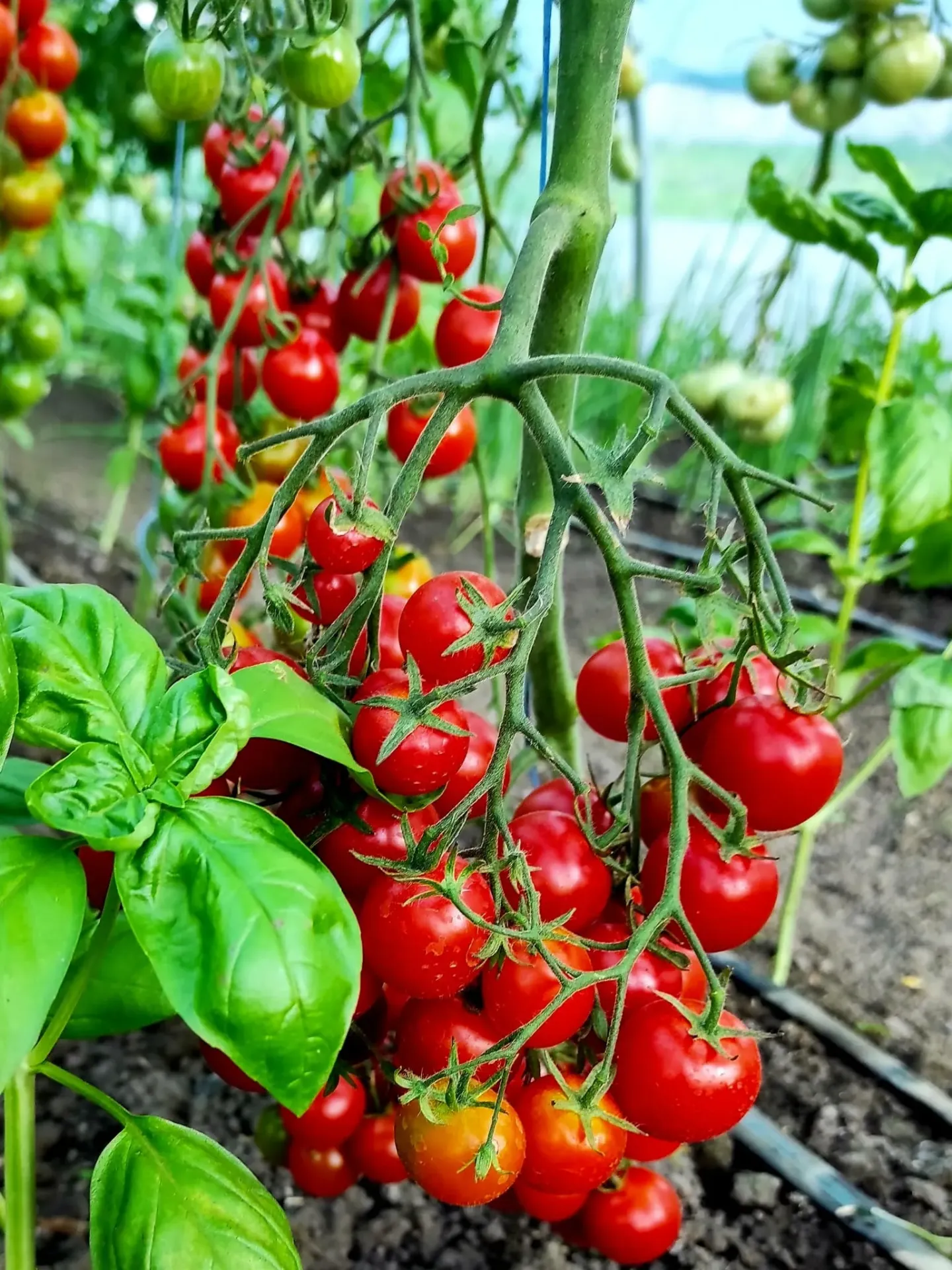 rosii cherry 500 grame
