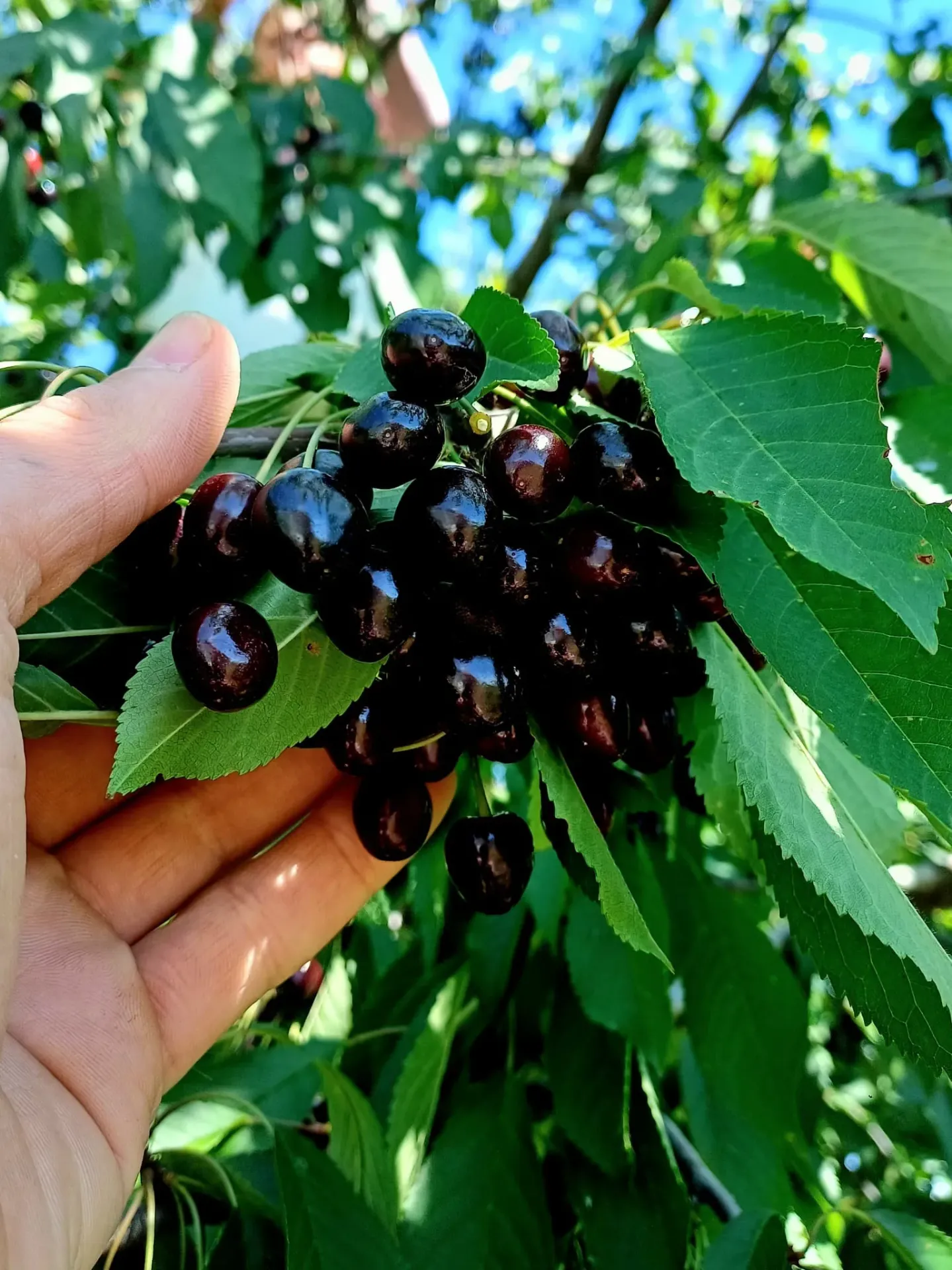 Cirese negre amare kg