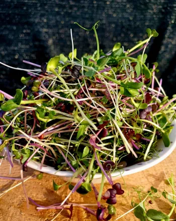 Salată microplante 100 g