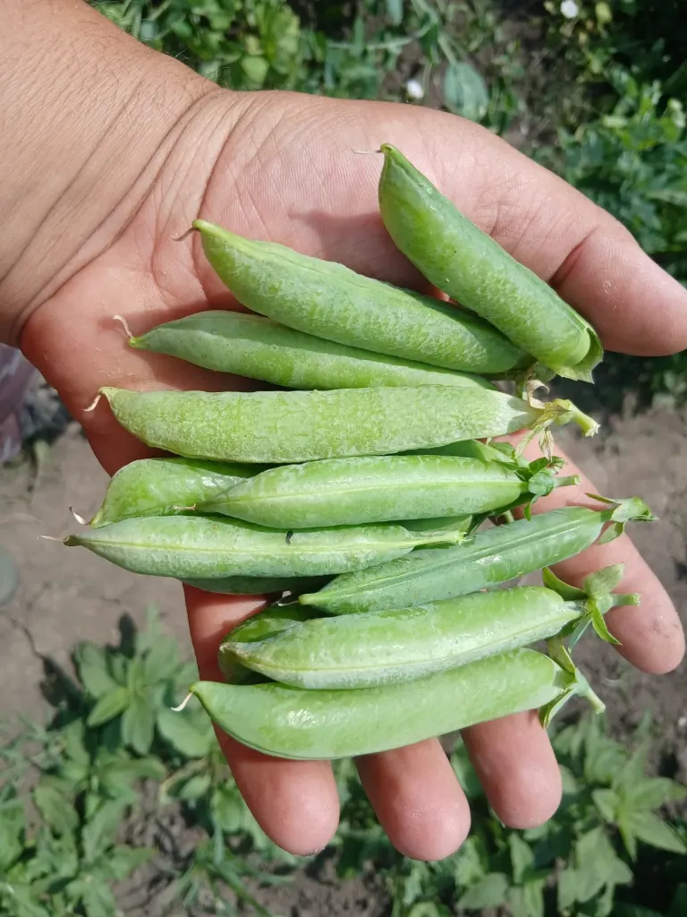 Mazare pastai kg- Legumeata de Roscani