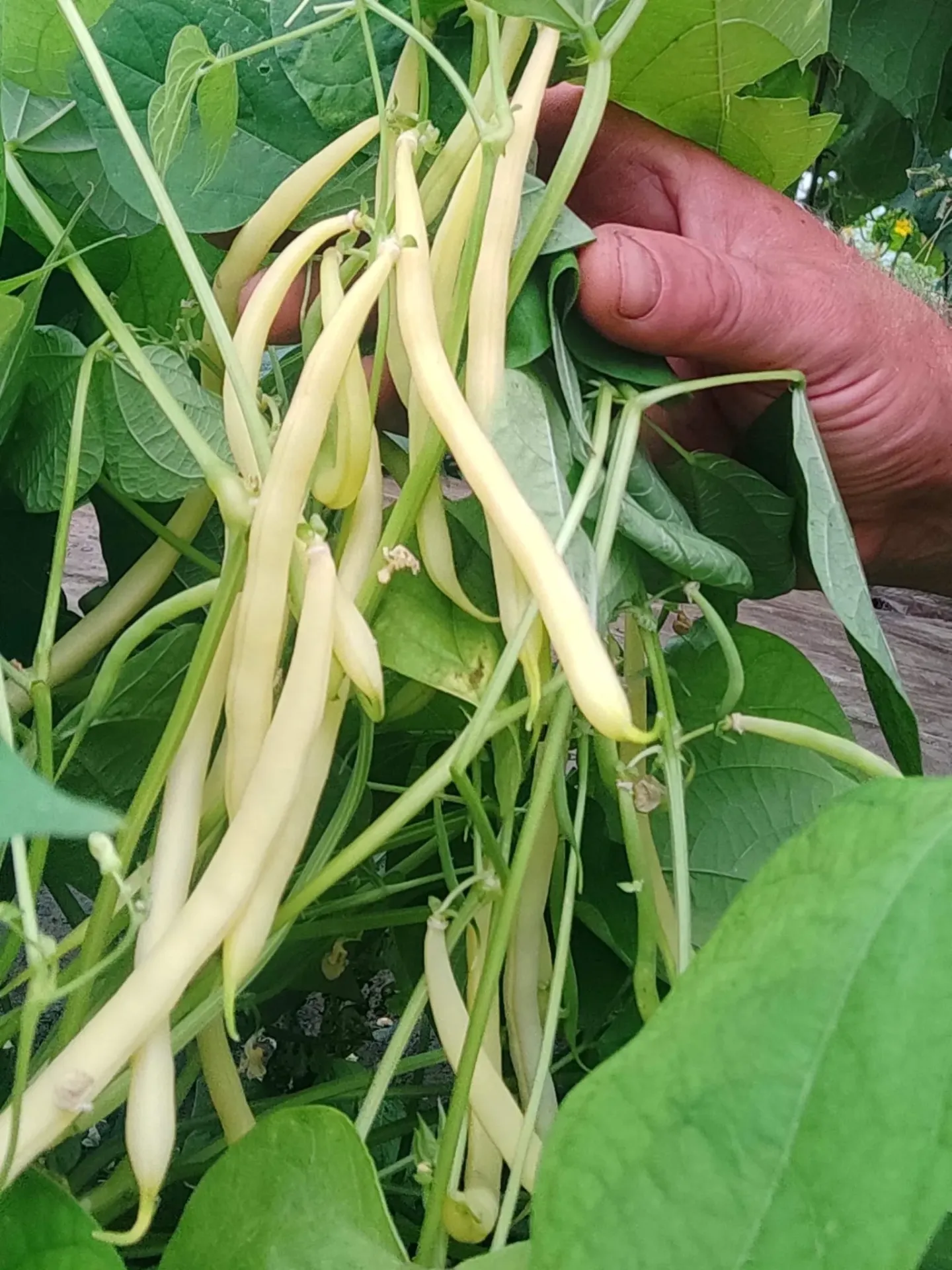 Pastai fideluta galbene kg