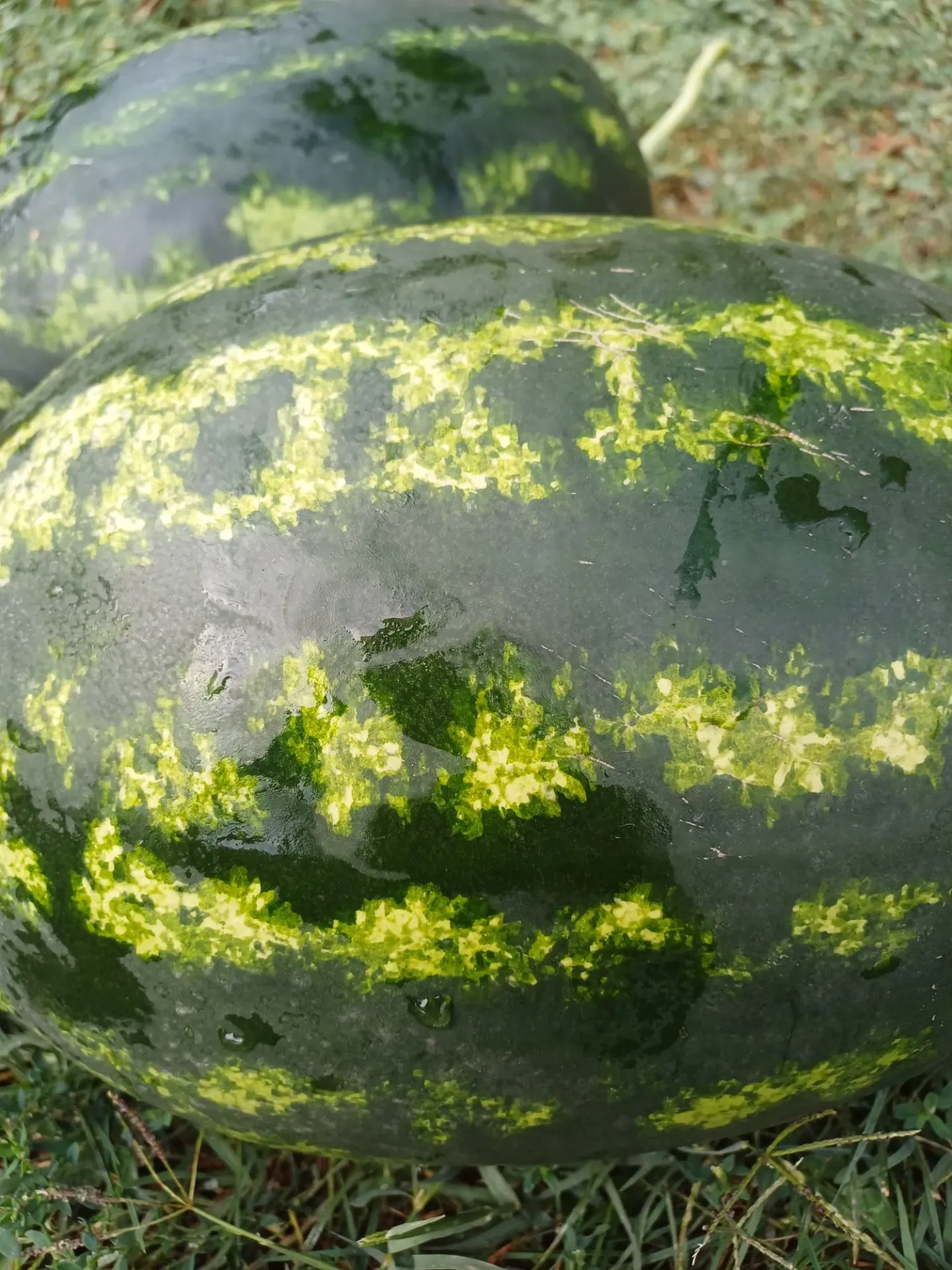 Pepeni verzi - (jud Vrancea Slobozia Bradului) - intre 5 si 8 kg bucata-alegeti cate kg doriti