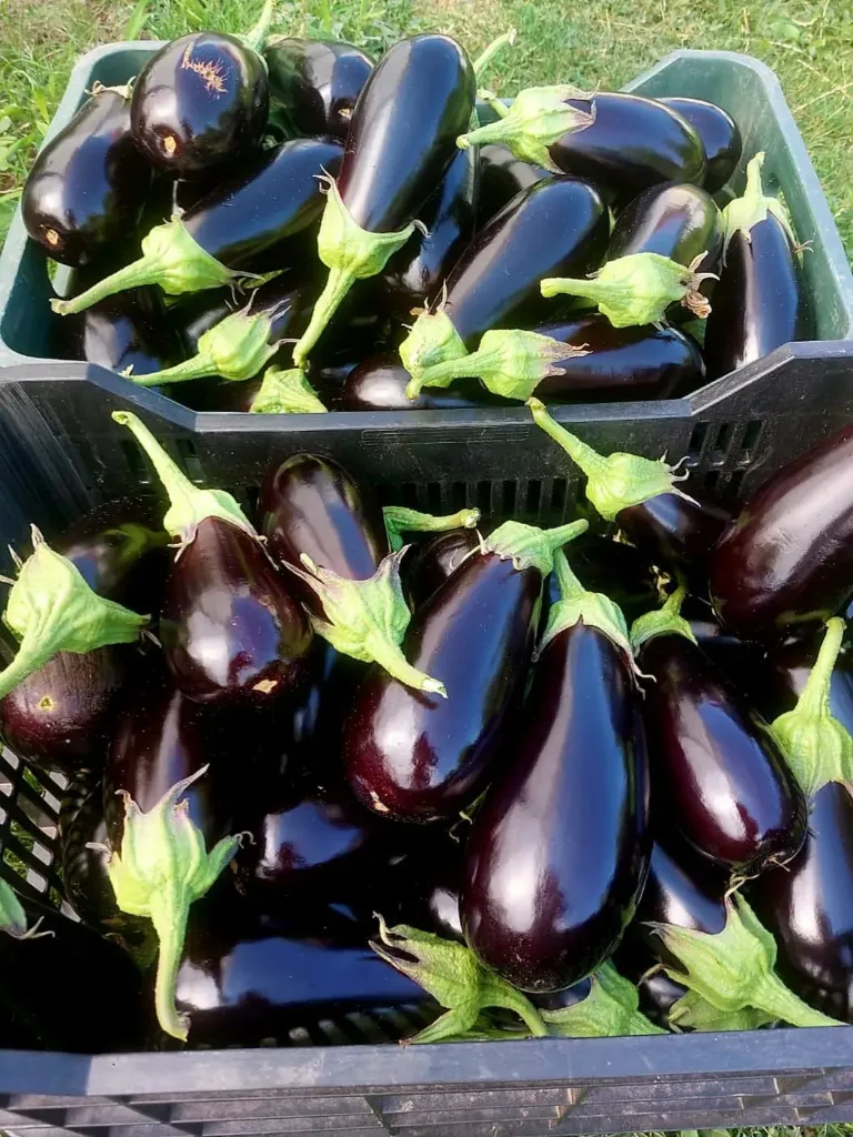 Vinete kg