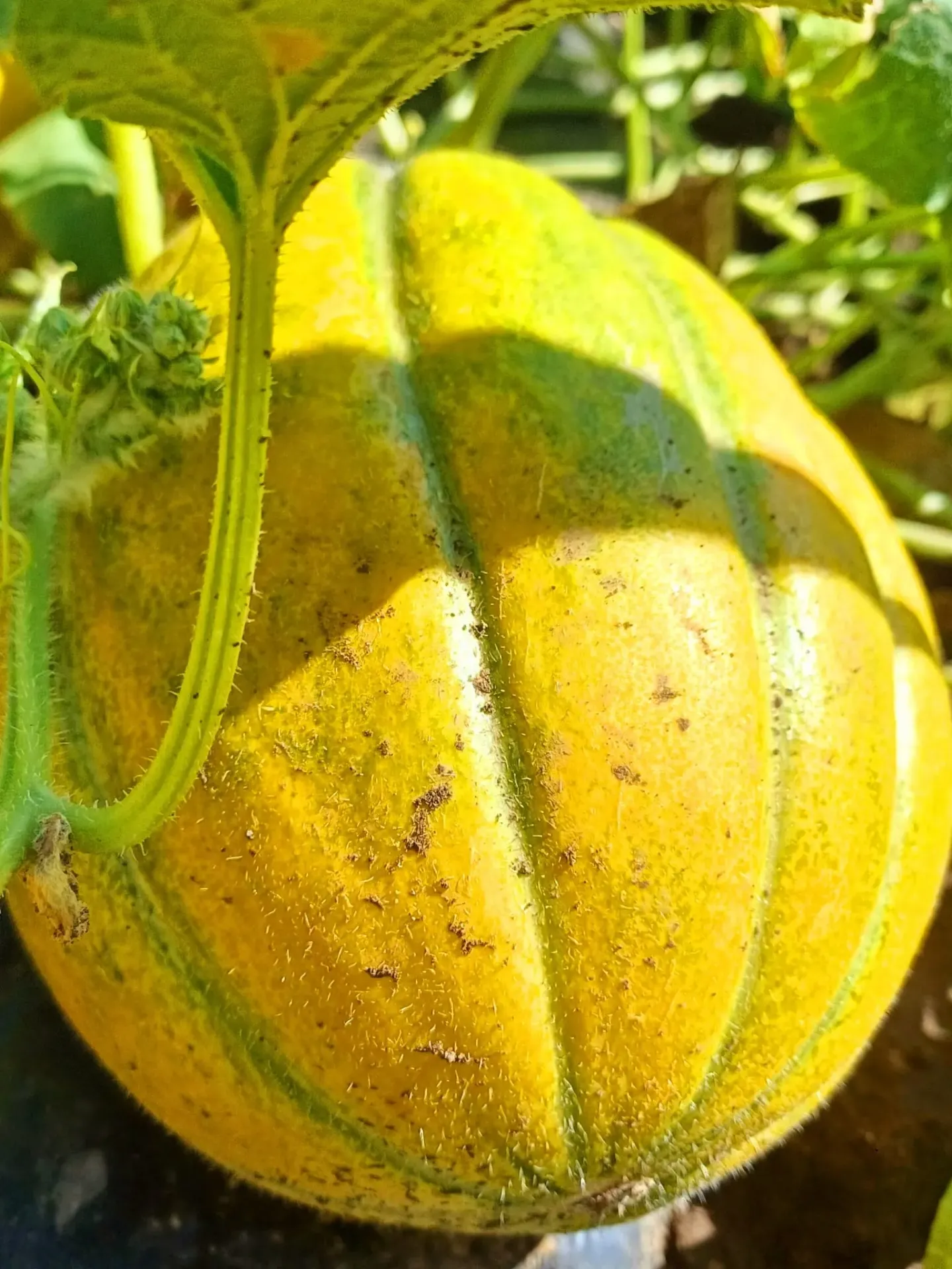 pepeni galbeni kg Probota