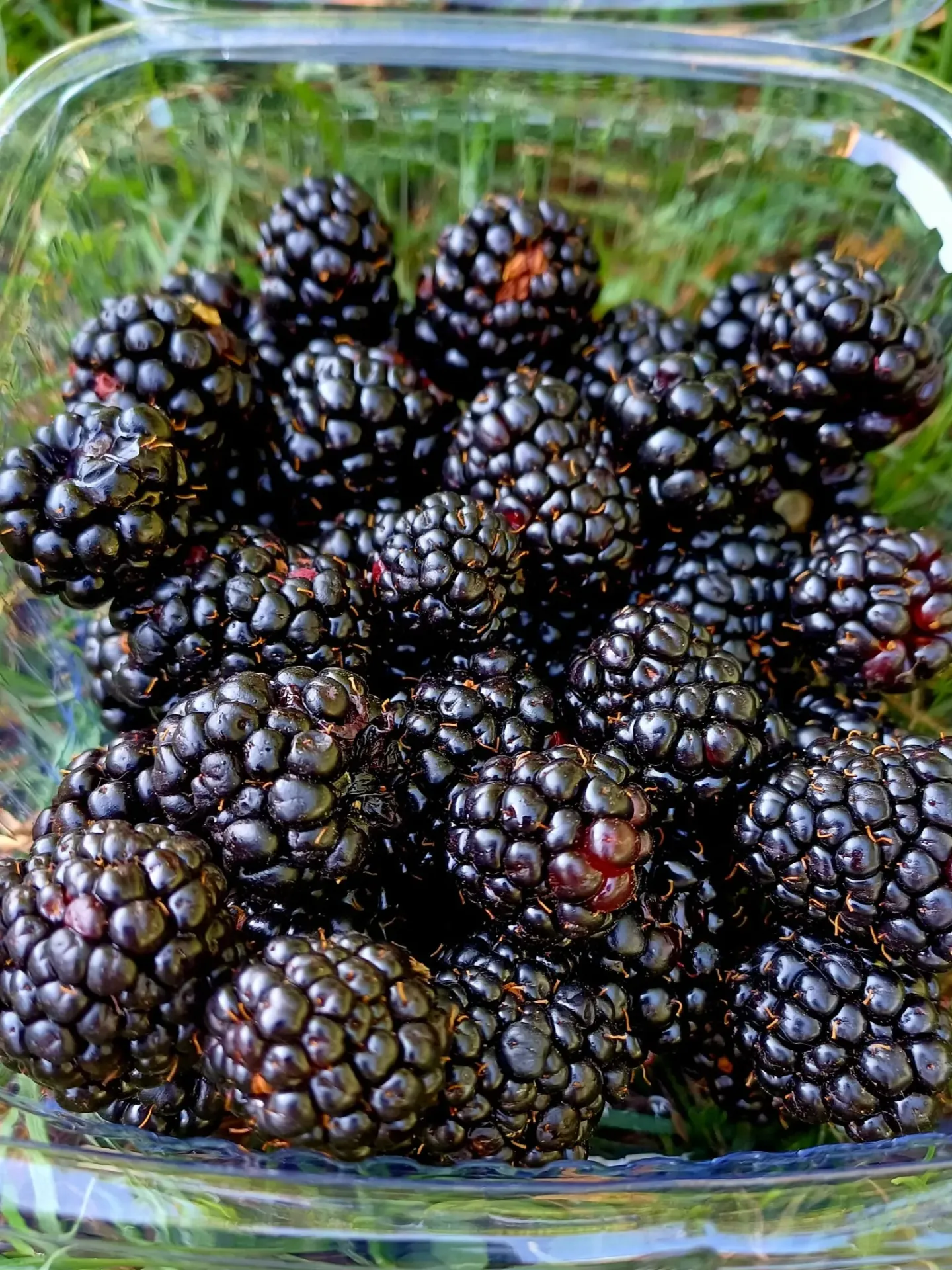 Mure - caserola de 200 gr