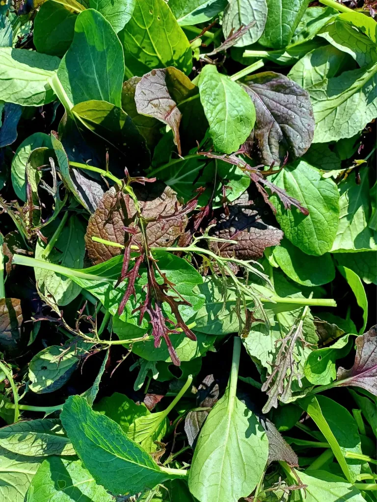 Salată babymix Asiatic 100 g (mizuna ,komatsuna,mustar rosu,pak choi)
