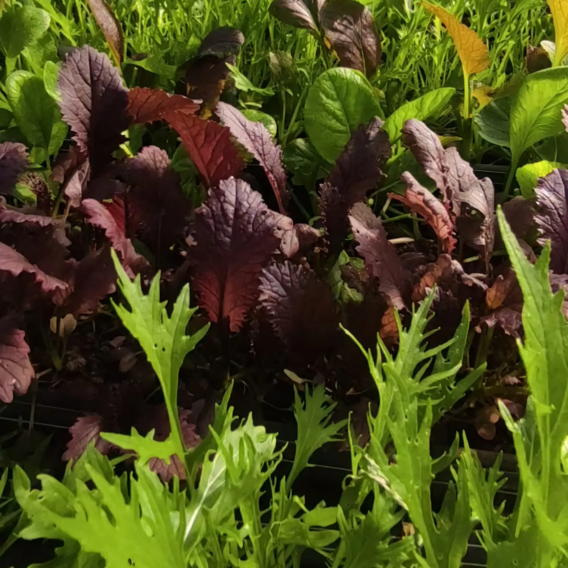 Salată babymix asiatic 100 g (mizuna ,komatsuna,mustar rosu,pak choi)