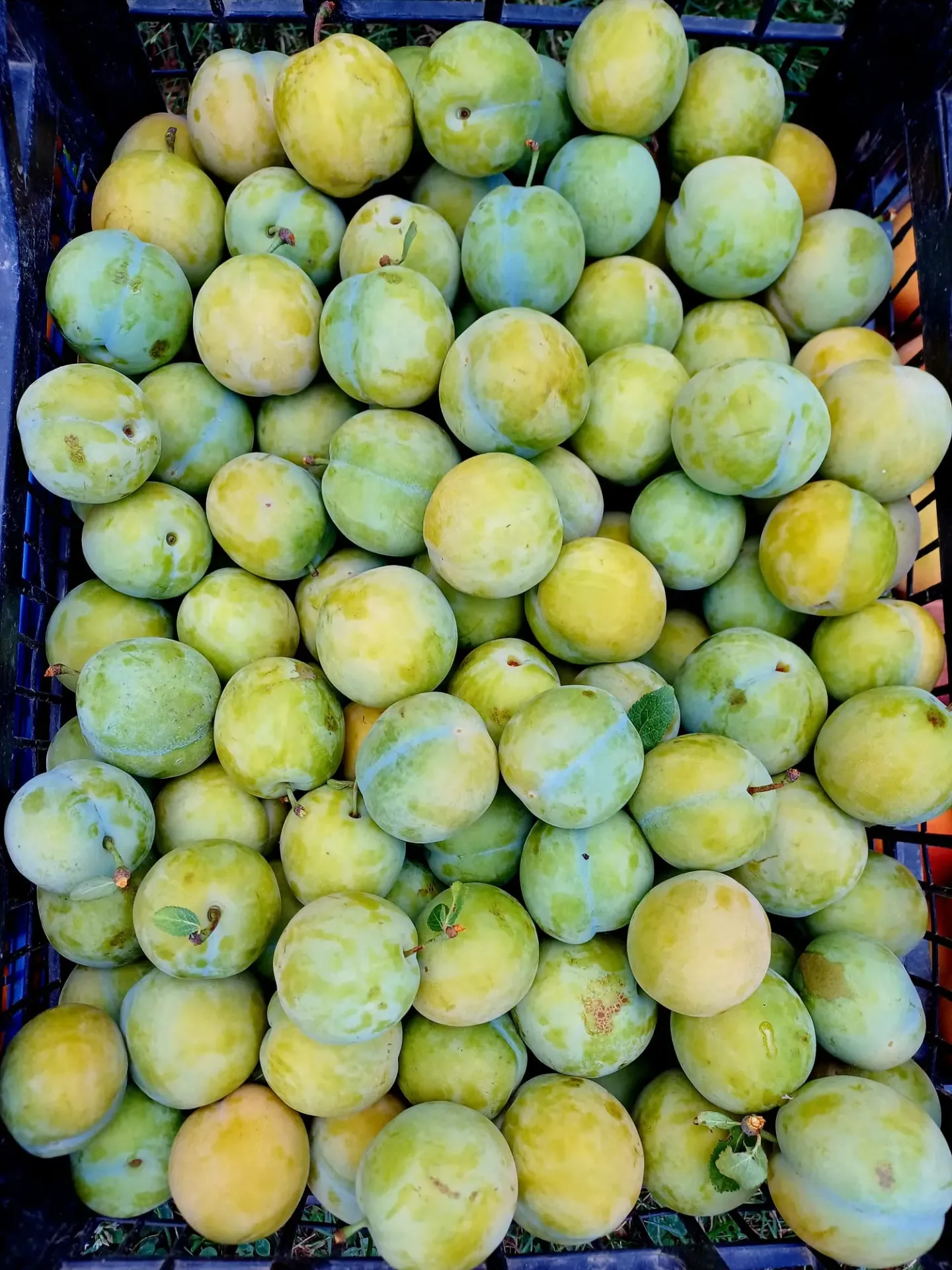 Prune albe kg -Probota