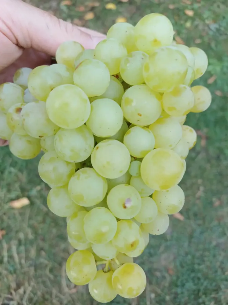 Struguri Perla Alba - timpurie romaneasca kg
