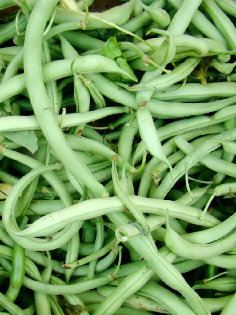 Pastai verzi kg