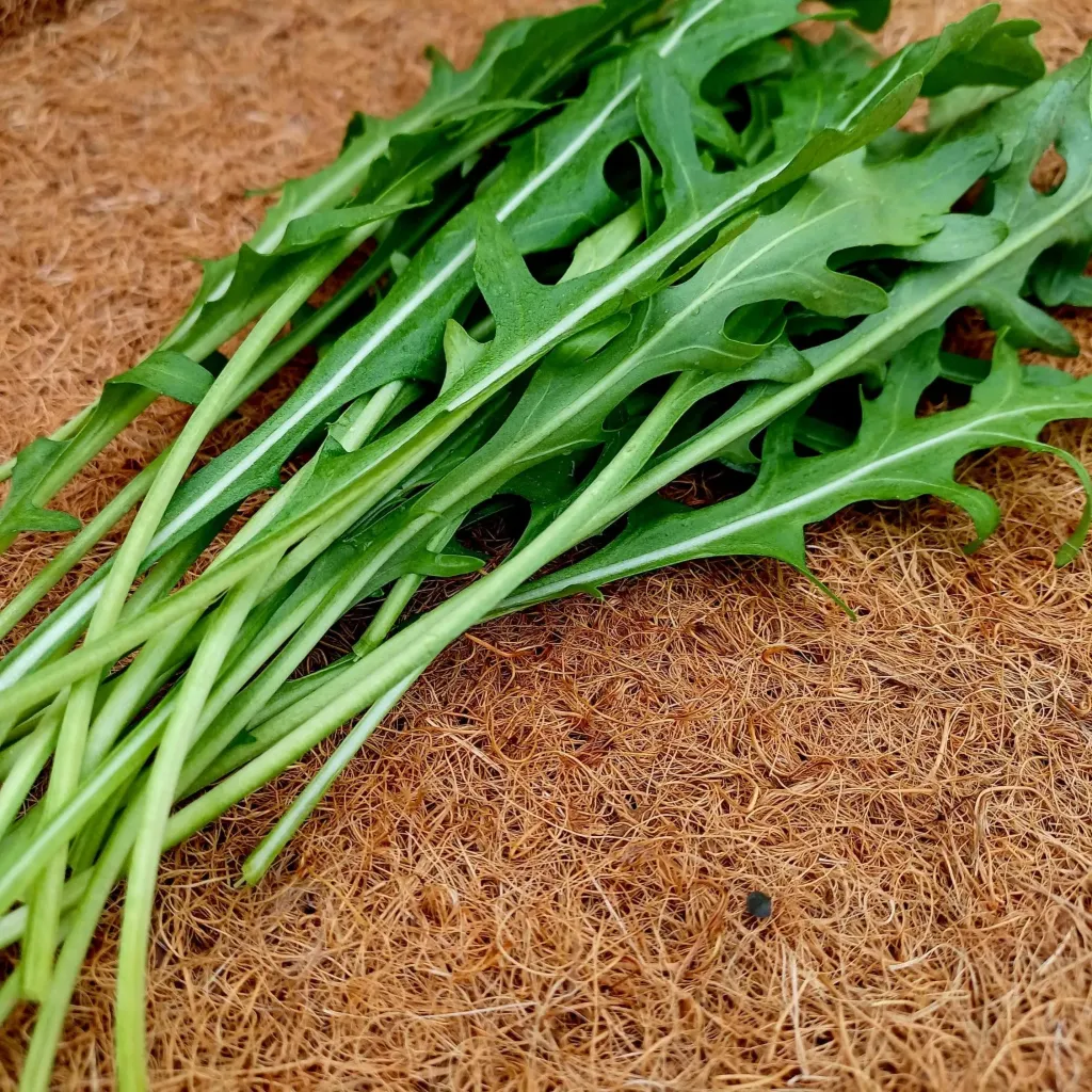Rucola 50 gr