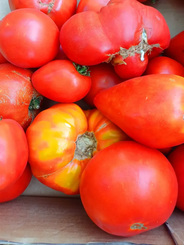 Rosii pentru suc -20 kg-pachet-Probota