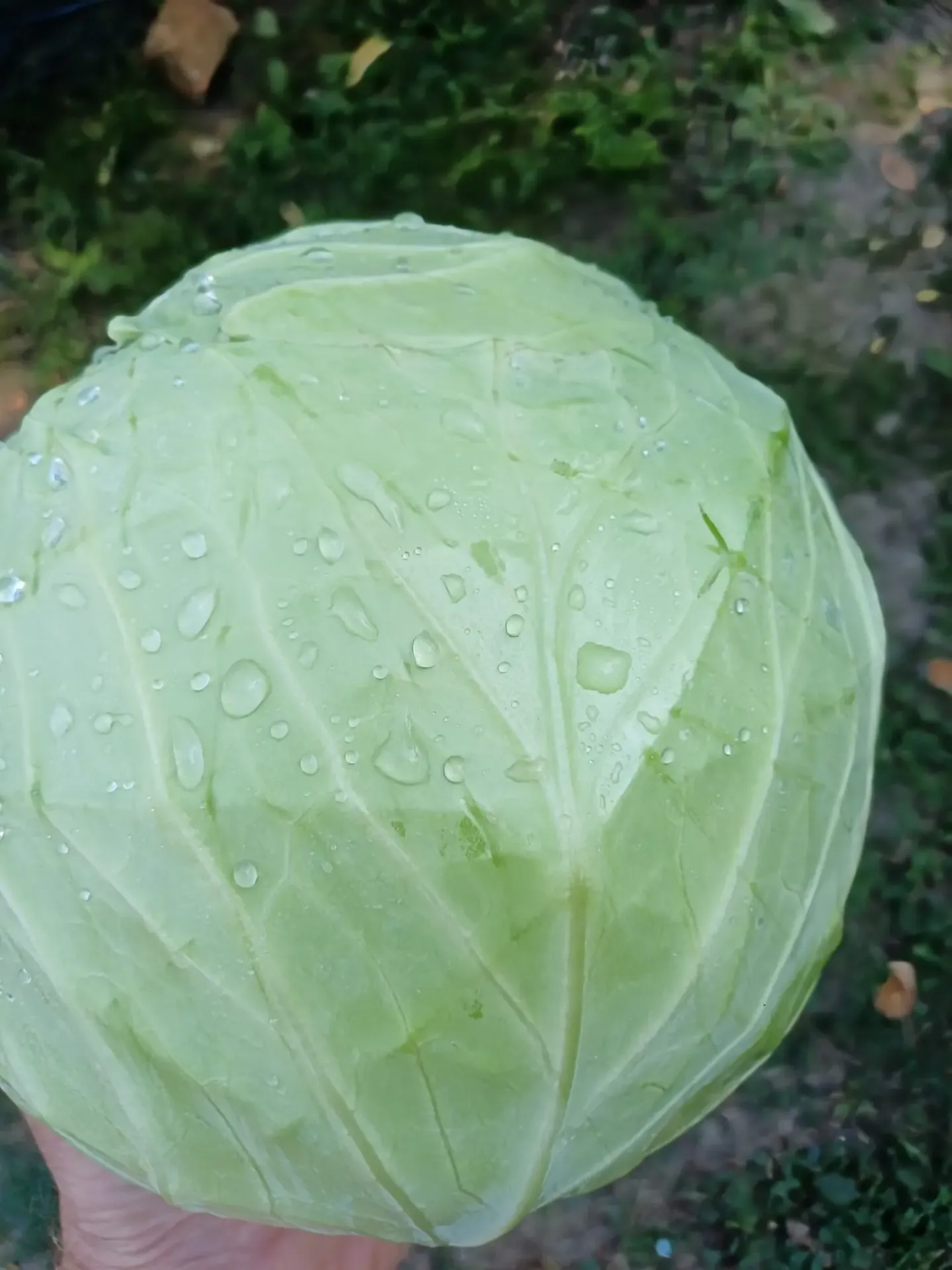 Varza - kg Legume de Probota