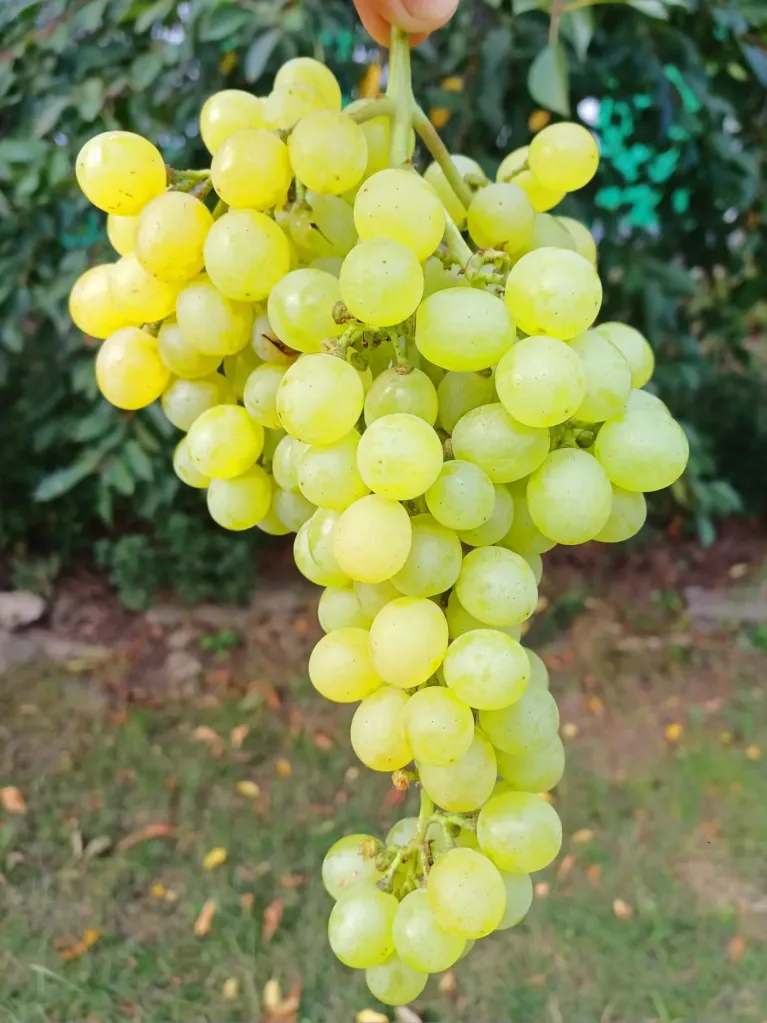 Struguri fara seminte Probota- kg