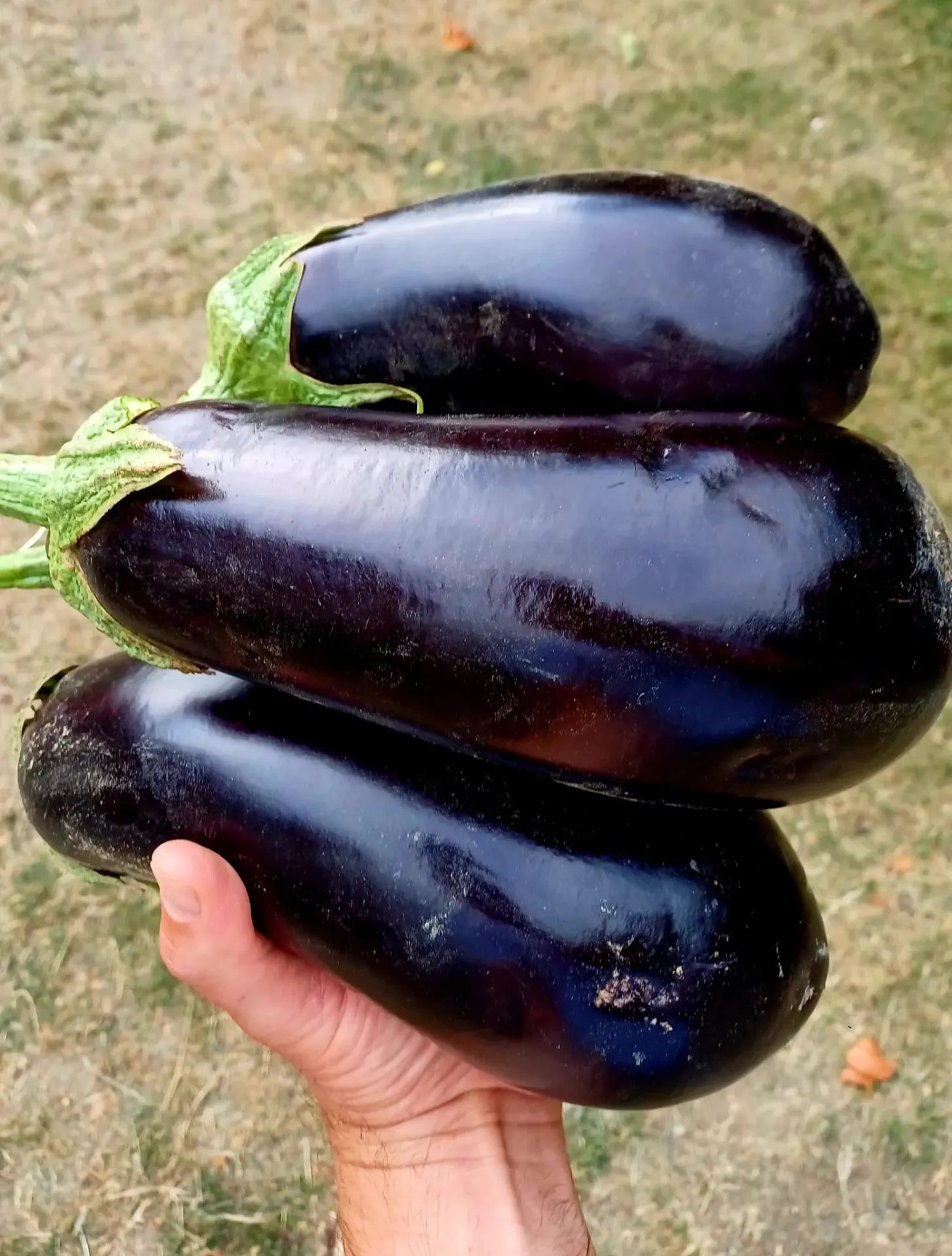 Vinete pentru copt – ofertă 3,50 lei/kg