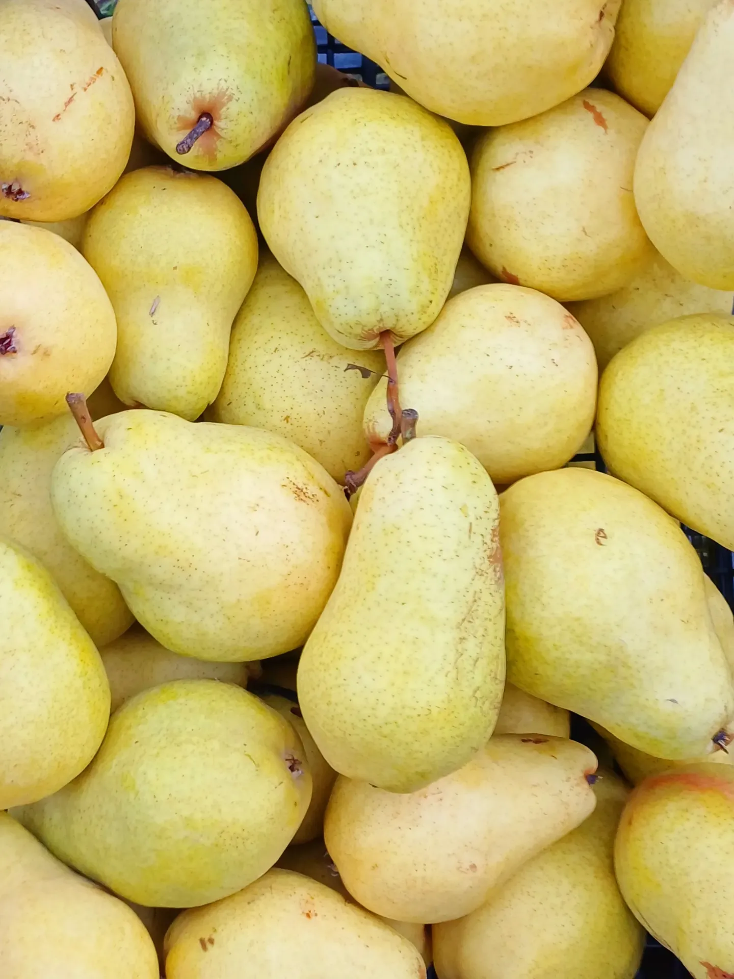 Pere - kg