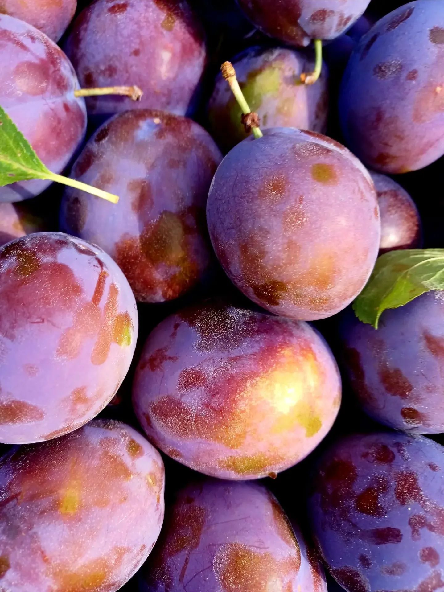 Prune mari - kg