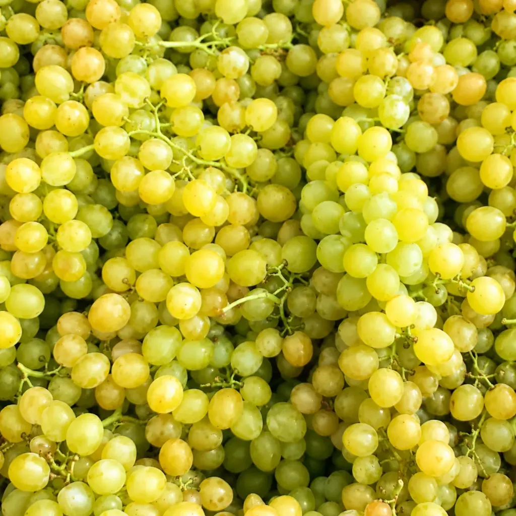 Struguri de masa soi Augusta -Legumeata de Roscani kg