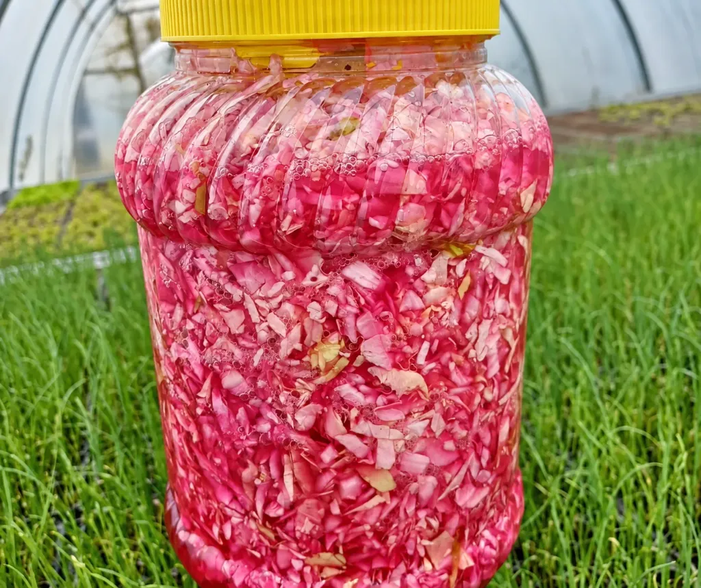 Varză murată tocată borcan 3 litri