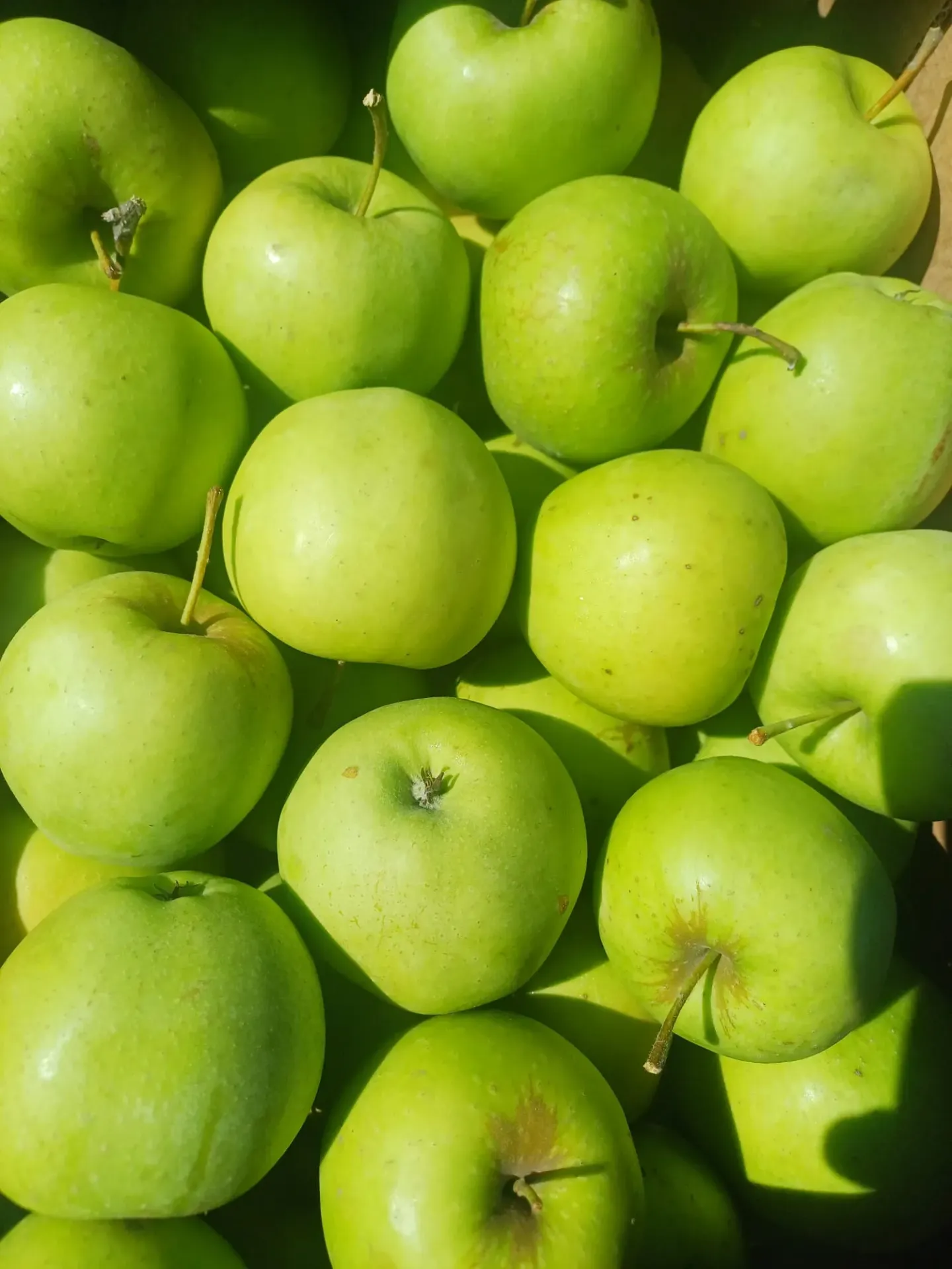 Mere verzi Golden cal. I- Probota