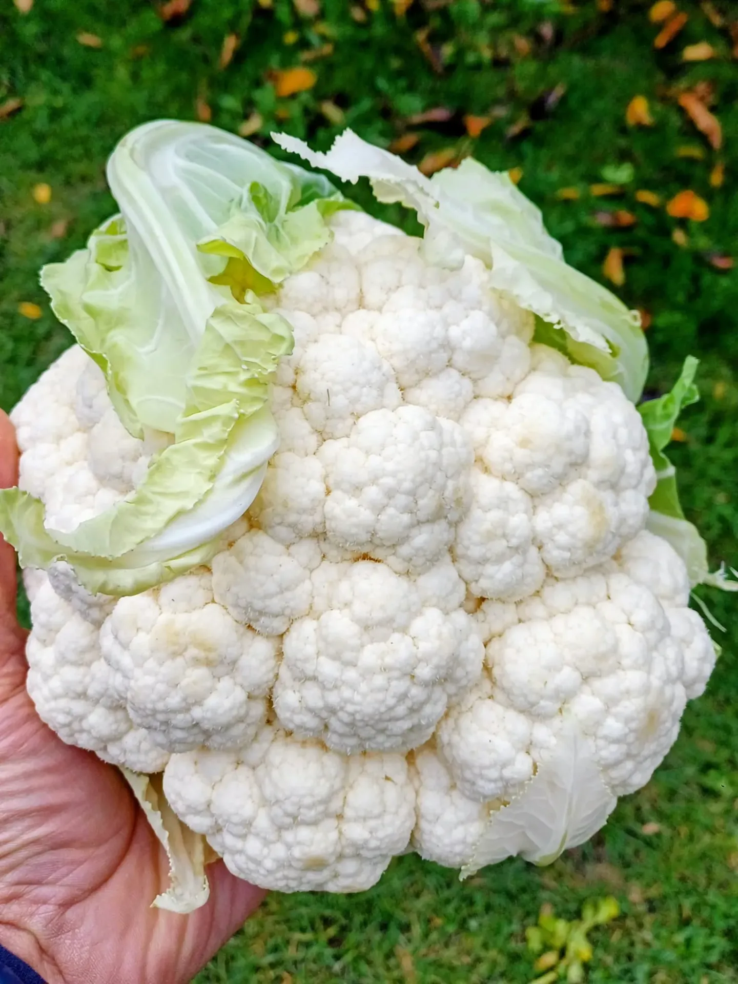 Conopida kg