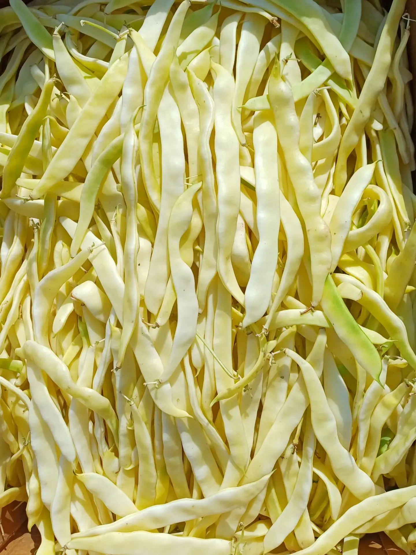 Pastai late - kg