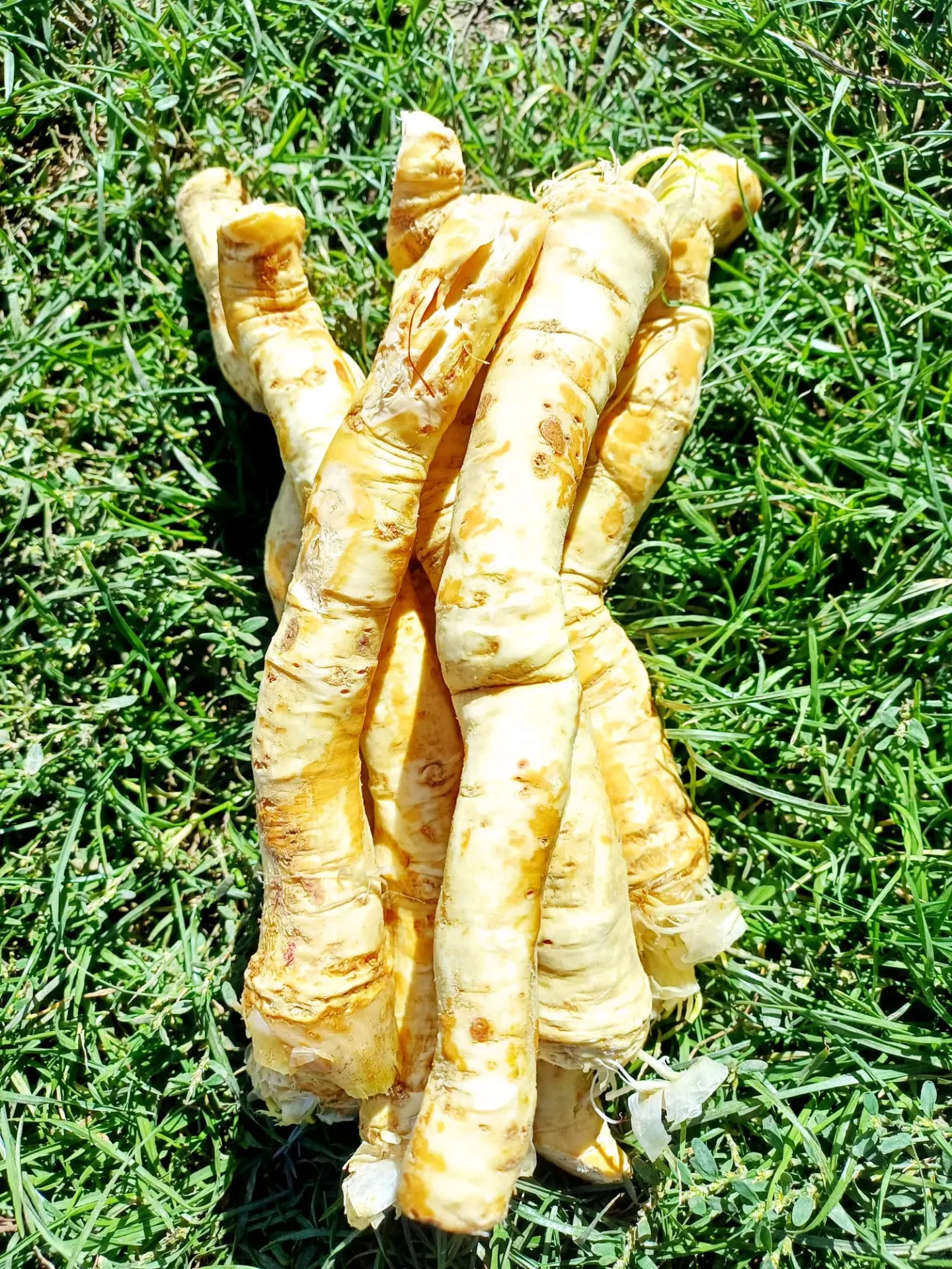 Hrean radacina -500 gr