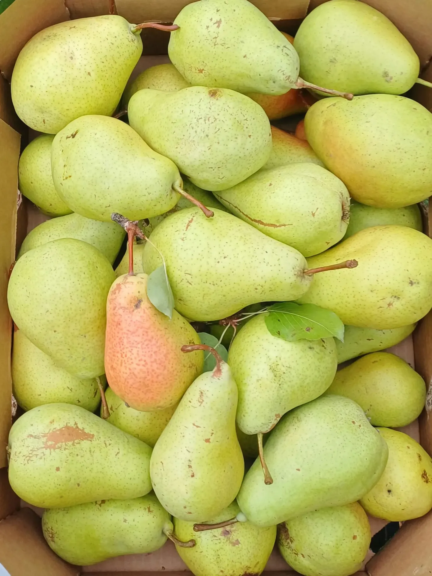 Pere Cure (Probota) kg