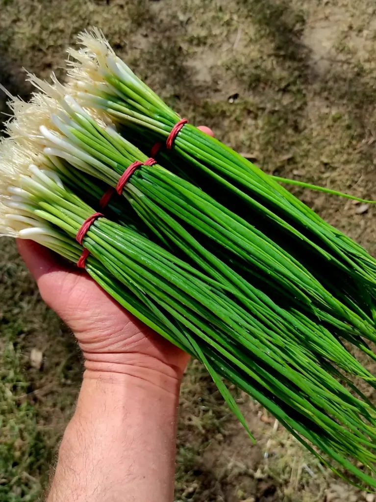 Ceapă verde legatură