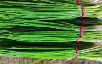 Ceapă verde legatură