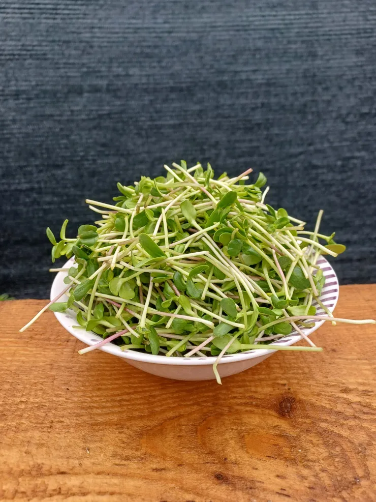 Microplante floarea soarelui  set 4 pahare