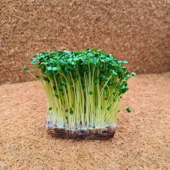 Microplante broccoli set 4 pahare