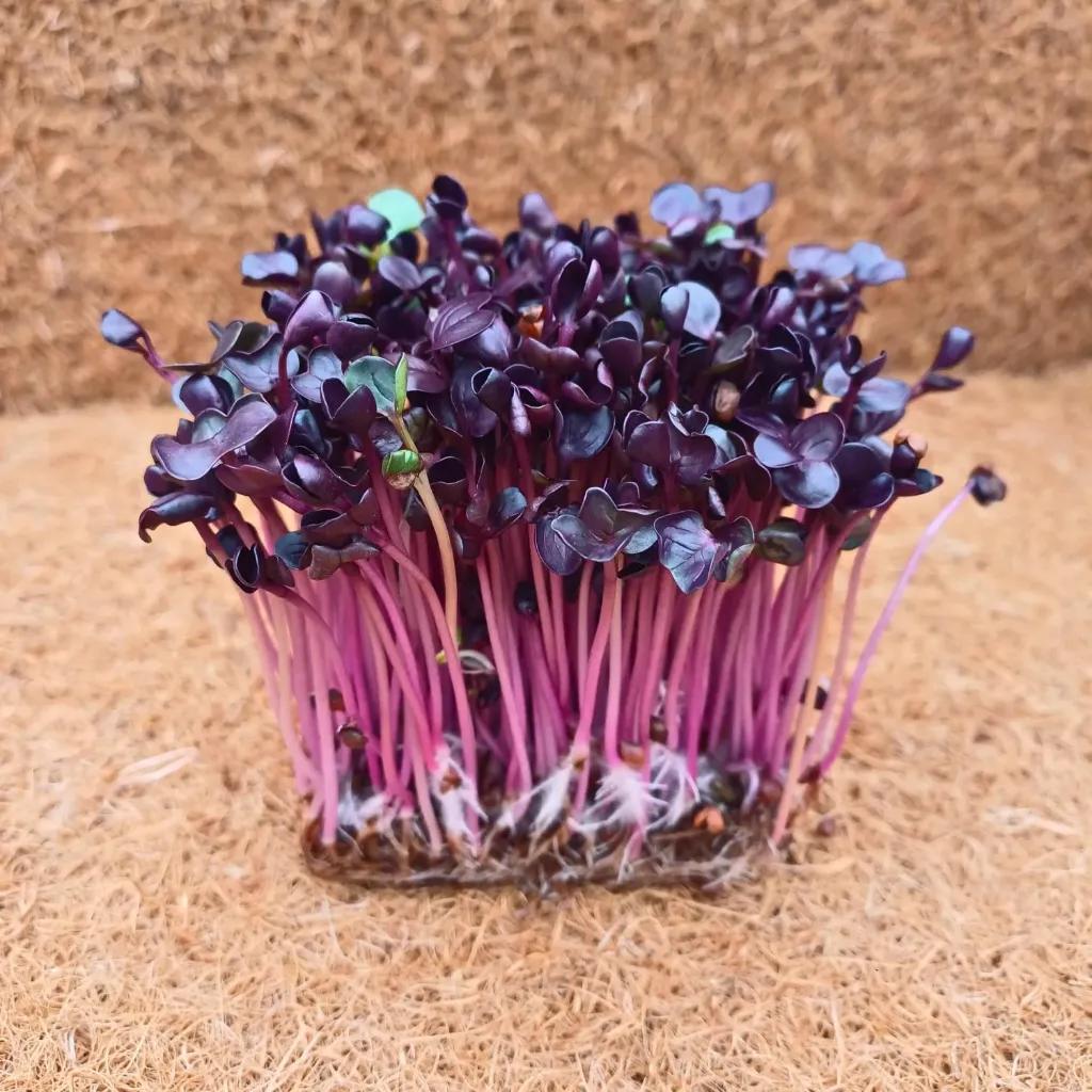 Microplante ridiche set