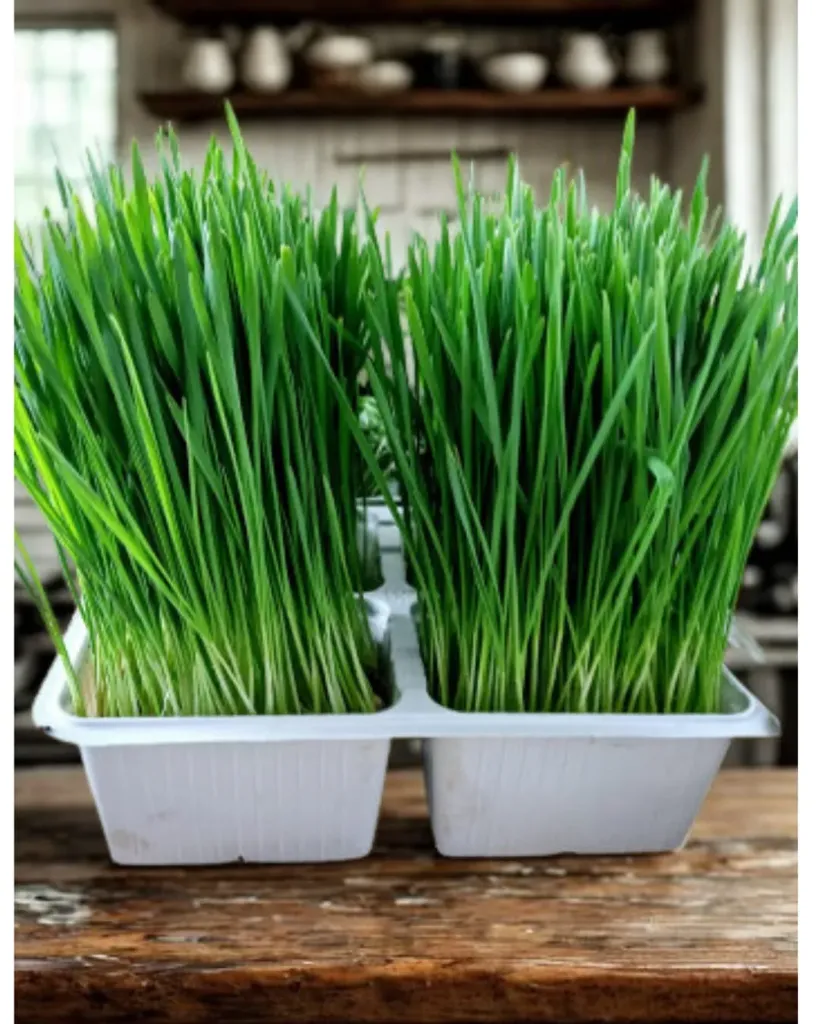 Iarbă de grâu 100 gr