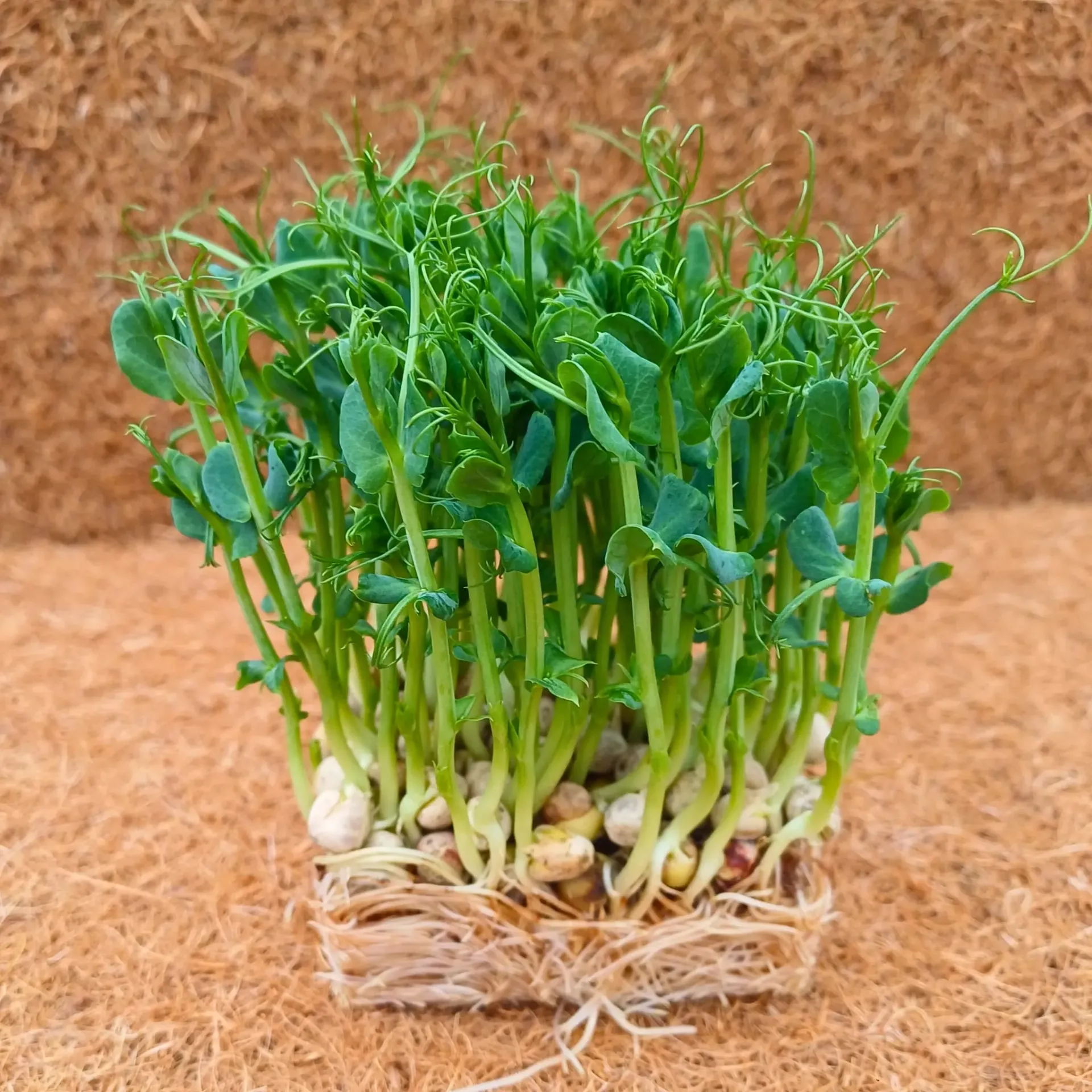 Microplante mazăre set 4 pahare