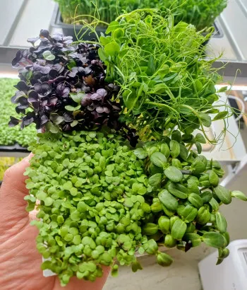 Set microplante Power Boost