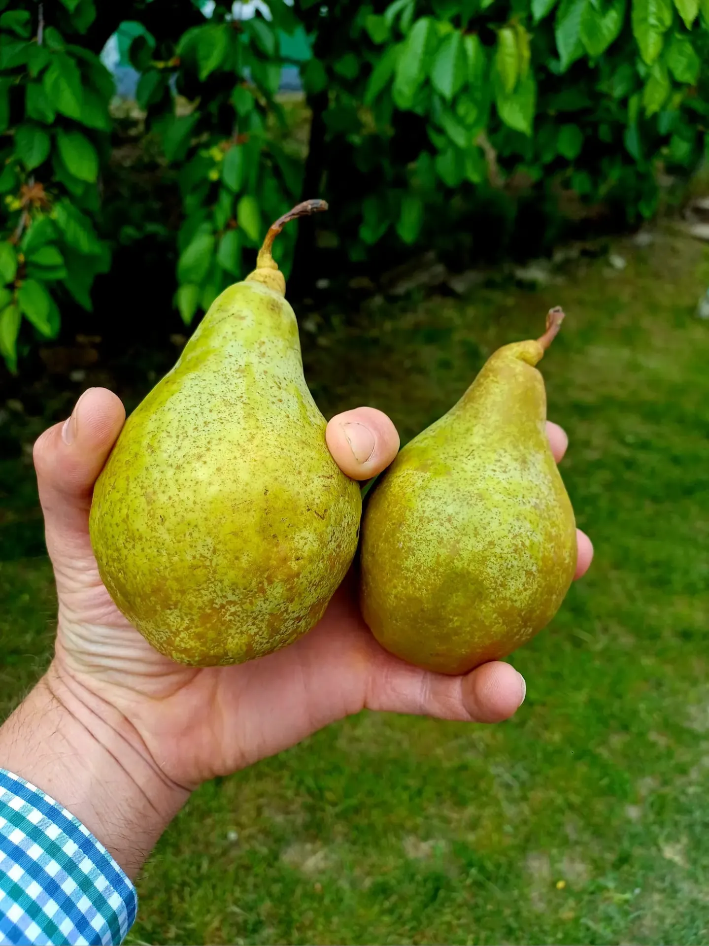 pere - kg